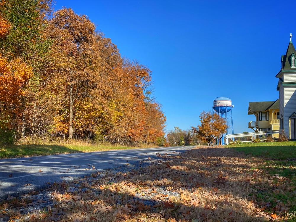 Fall foliage