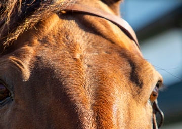 National Cavalry Competition