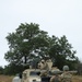 Illinois Cavalry Troops Train with Live TOW Missiles at Fort McCoy