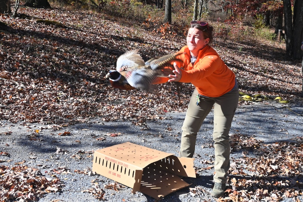 Pheasants released at Fort Indiantown Gap