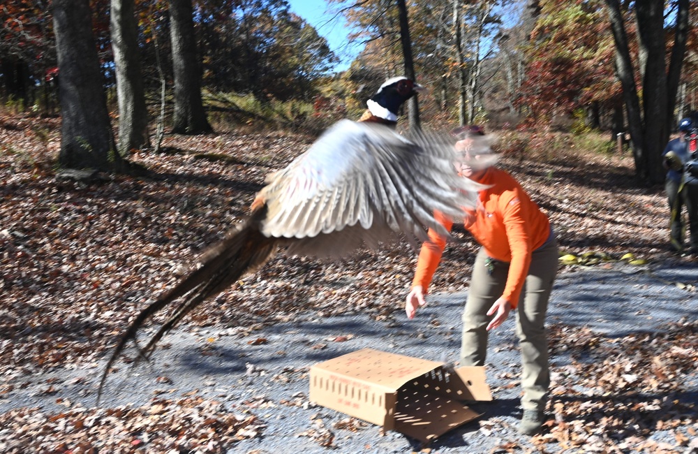 Pheasants released at Fort Indiantown Gap