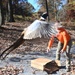 Pheasants released at Fort Indiantown Gap