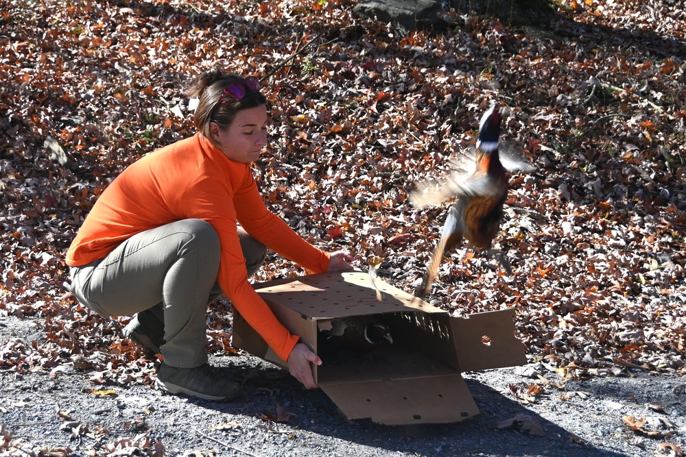 Pheasants released at Fort Indiantown Gap