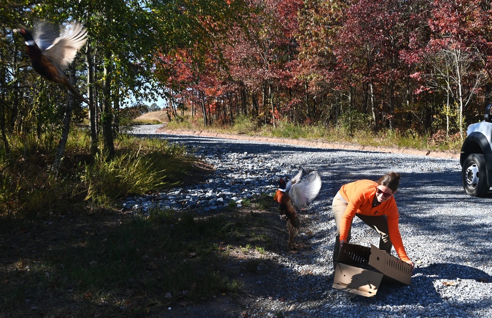 Pheasants released at Fort Indiantown Gap