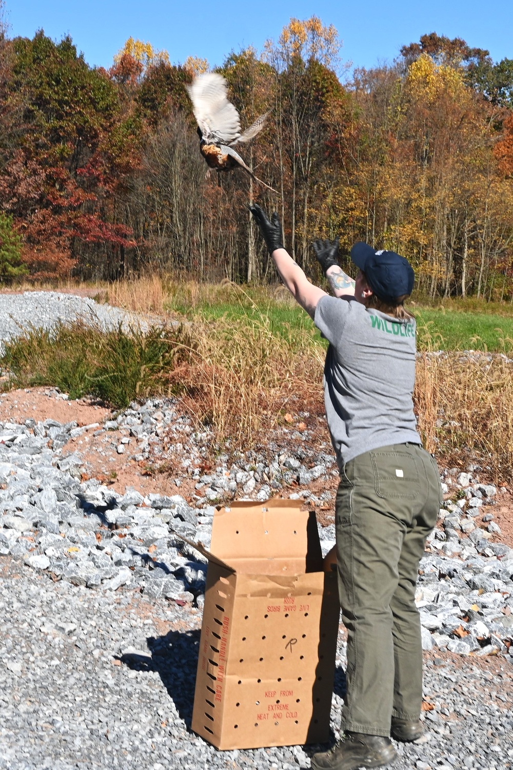 Pheasants released at Fort Indiantown Gap