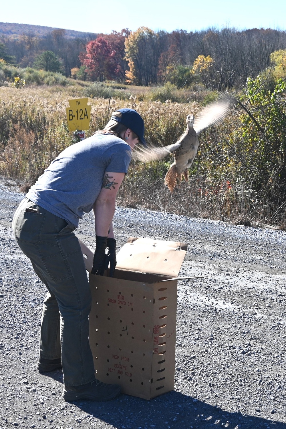 Pheasants released at Fort Indiantown Gap