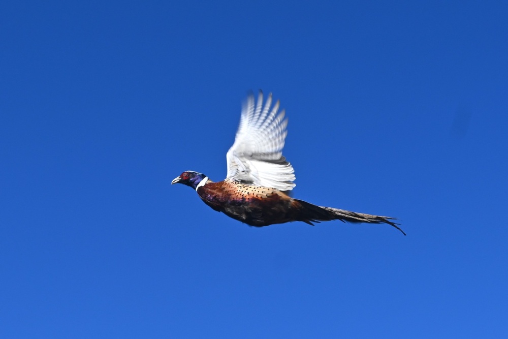 Pheasants released at Fort Indiantown Gap