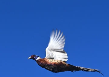 Pheasants released at Fort Indiantown Gap