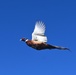 Pheasants released at Fort Indiantown Gap