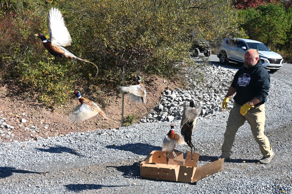 Pheasants released at Fort Indiantown Gap