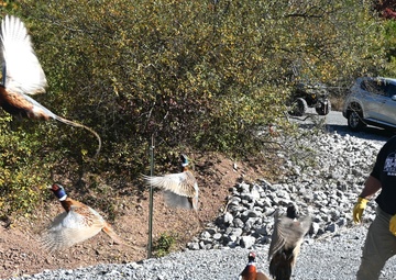 Pheasants released at Fort Indiantown Gap