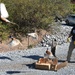 Pheasants released at Fort Indiantown Gap