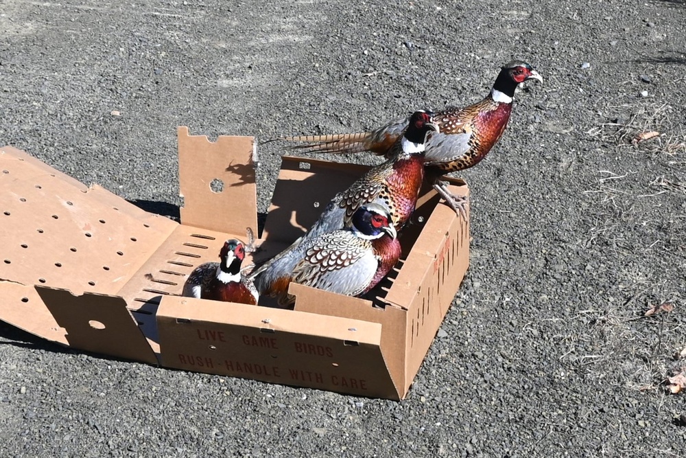 Pheasants released at Fort Indiantown Gap