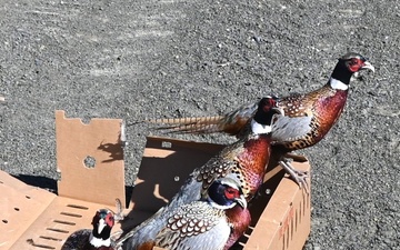 Pheasants released at Fort Indiantown Gap