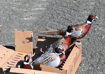 Pheasants released at Fort Indiantown Gap