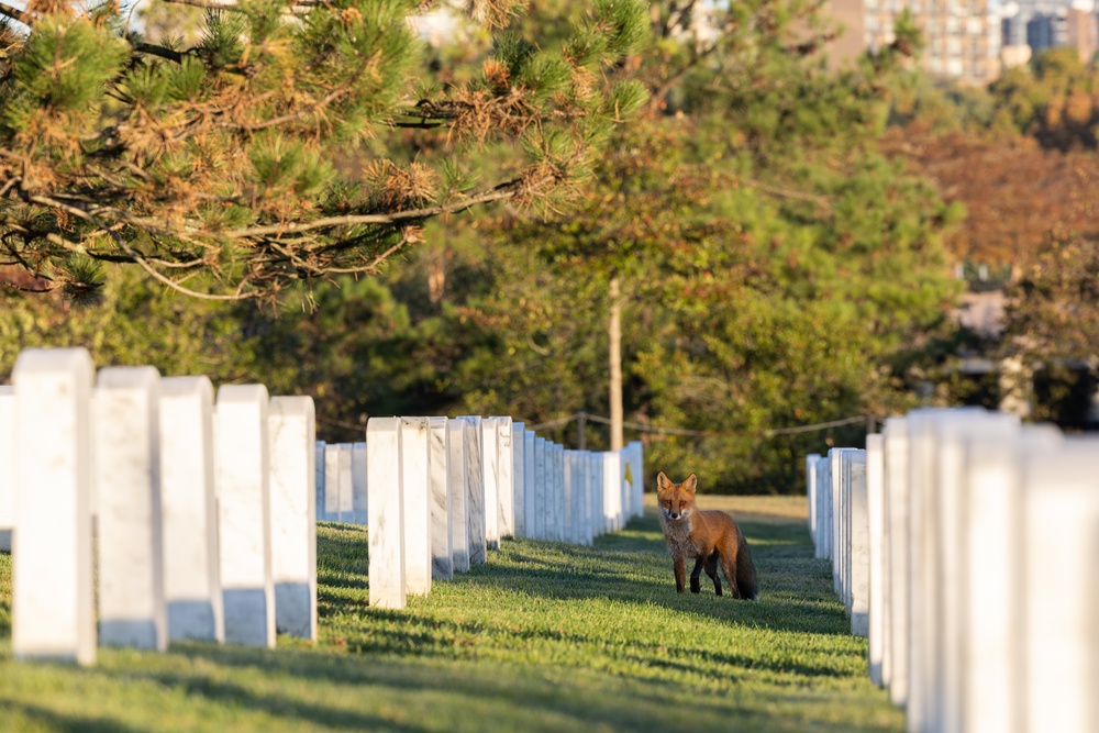 U.S. Army Staff Sgt. Rebecca McFarland honors grandfather at Arlington National Cemetery
