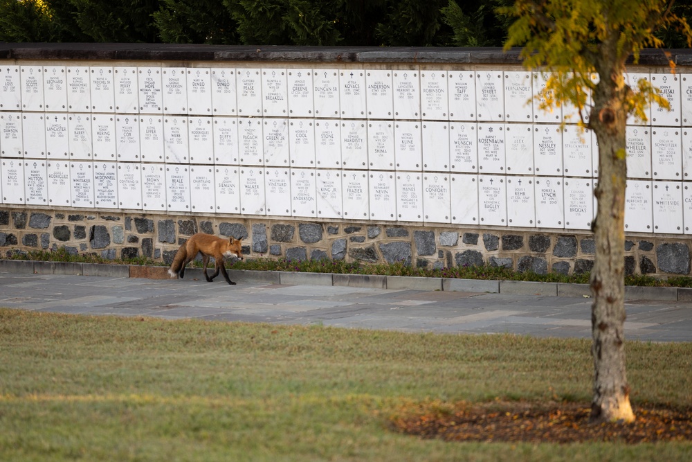 U.S. Army Staff Sgt. Rebecca McFarland honors grandfather at Arlington National Cemetery