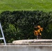 1st Special Forces Command (Airborne) honor President Kennedy with  Wreath Laying Ceremony in Arlington, Va