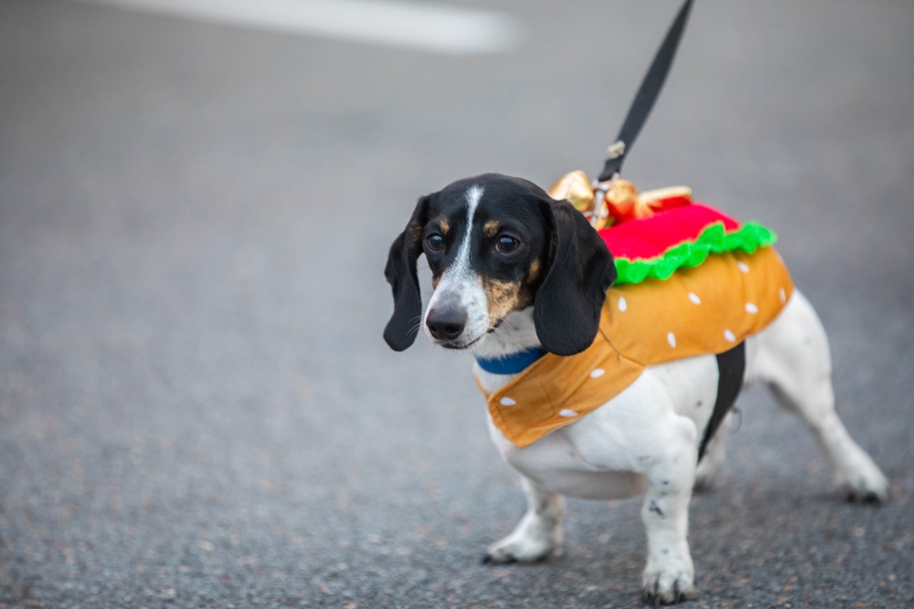 10th Mountain DIVARTY Trunk or Treat 2024