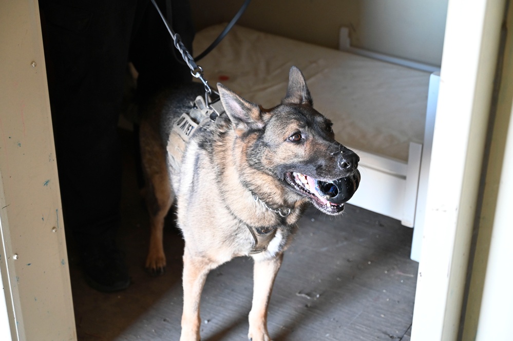 Sacramento County Sheriff's Office EOD Dogs Train at Beale AFB's Dragon Town