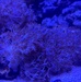 Navy to Launch Large-Scale Removal of Invasive Octocorals, Supports “Don’t Let it Loose” Campaign