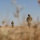 Coalition Forces conduct live fire exercise