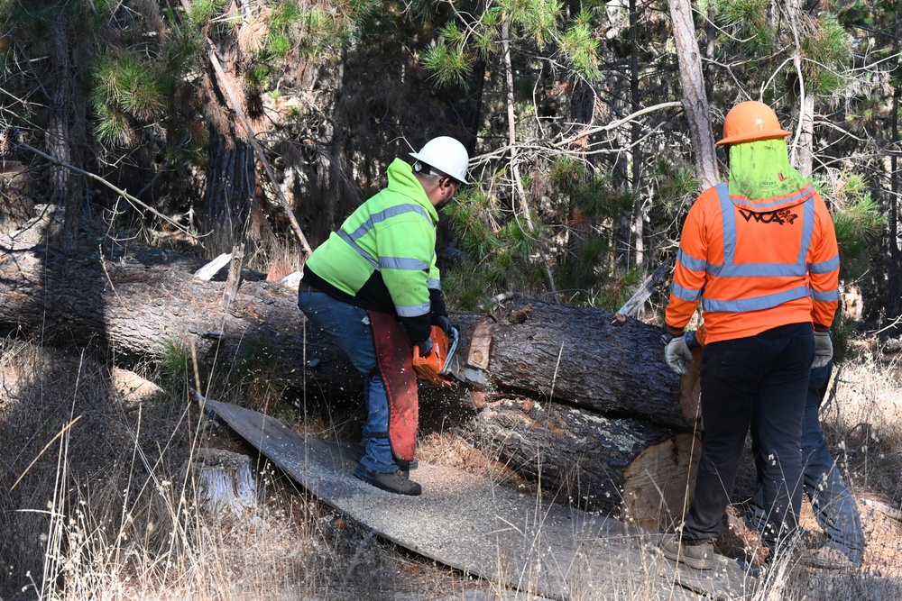 PoM restoration project protects endangered orchid