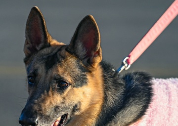 Herk Nation rucks for Breast Cancer Awareness Month