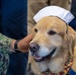 USS Ronald Reagan (CVN 76) welcomes therapy dogs from Love on a Leash