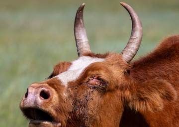 Mongolian Naadam Festival at Khaan Quest