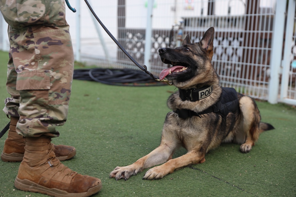 903rd MWR K9 Demonstration at Korea Pet High School