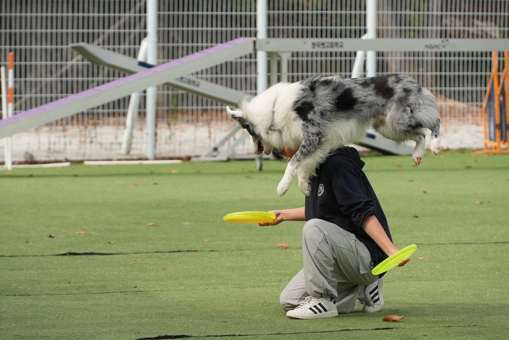 903rd MWR K9 Demonstration at Korea Pet High School