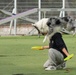 903rd MWR K9 Demonstration at Korea Pet High School