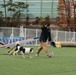 903rd MWR K9 Demonstration at Korea Pet High School