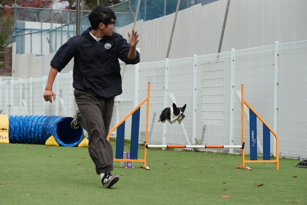 903rd MWR K9 Demonstration at Korea Pet High School