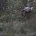 U.S. Marines Conduct Simulated Combat Patrols