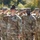 Turning Green Ceremony Infantry OSUT