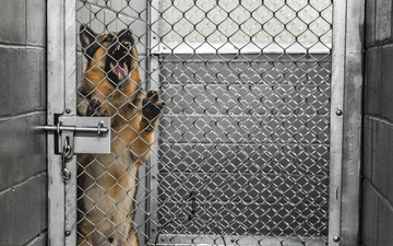 386th ESFS Unleashes State-of-the-Art Kennel Facility