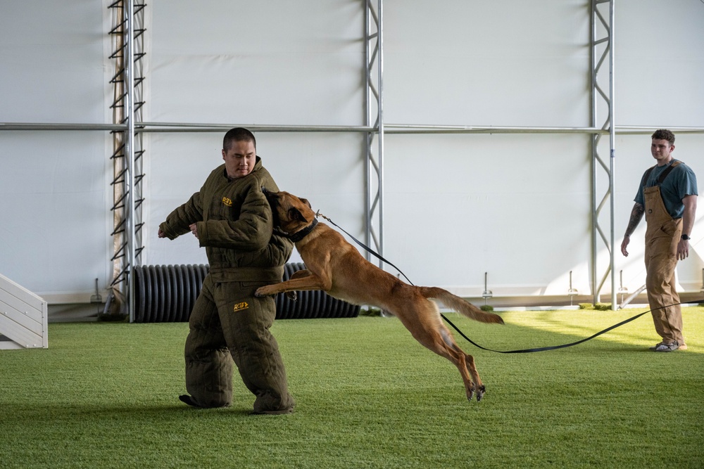 Camp Lemonnier Veterinary Service Team Train on K-9 TCCC