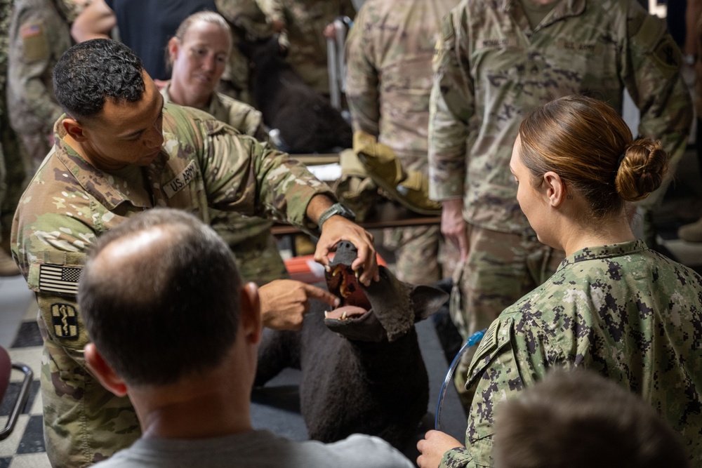 Camp Lemonnier Veterinary Service Team Train on K-9 TCCC