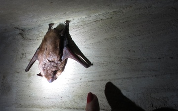 Bats equal readiness for South Carolina National Guard