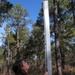 SC National Guard Environmental Program bat survey