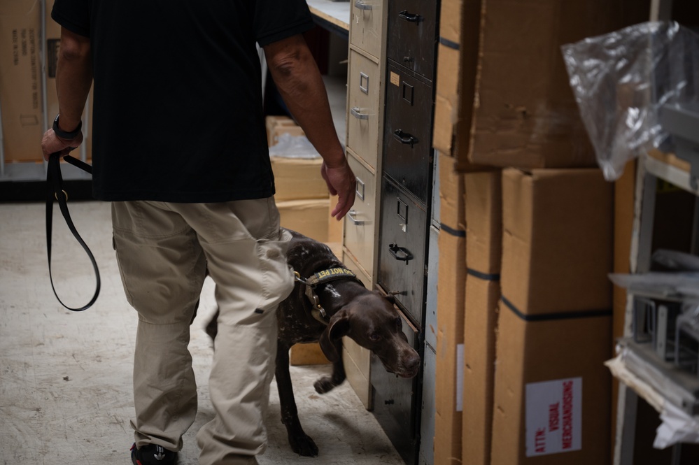 Military working dog handlers team up for joint training on JBPHH