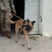 Military working dog handlers team up for joint training on JBPHH