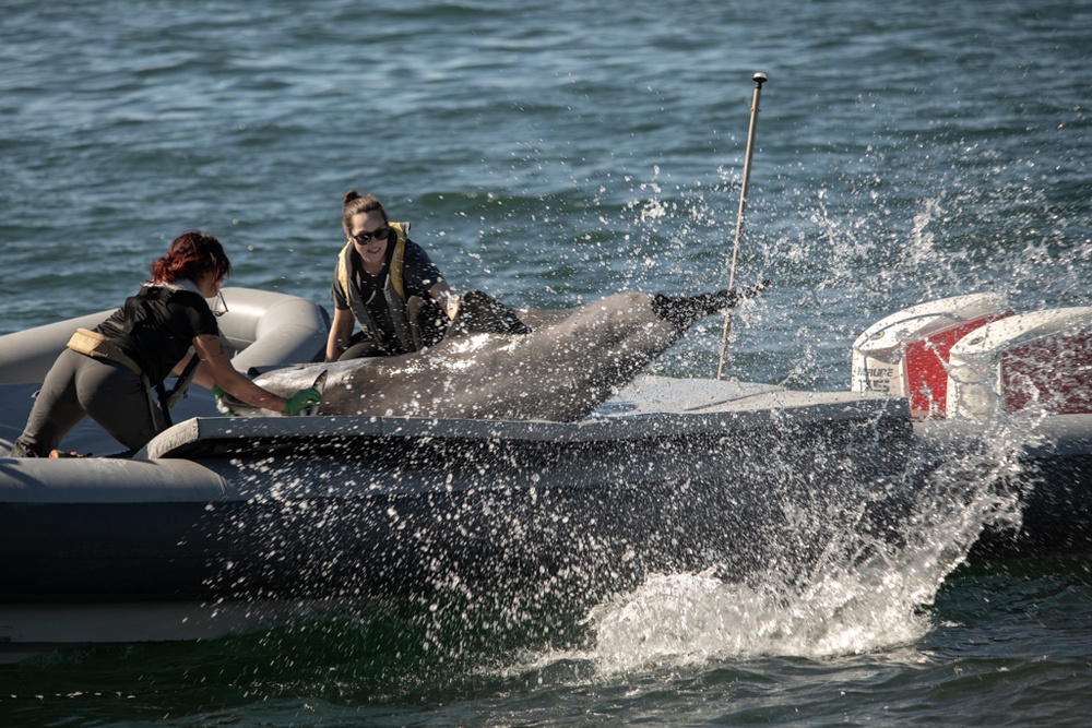 Marine Mammal Program Exhibition during Fleet Week San Diego