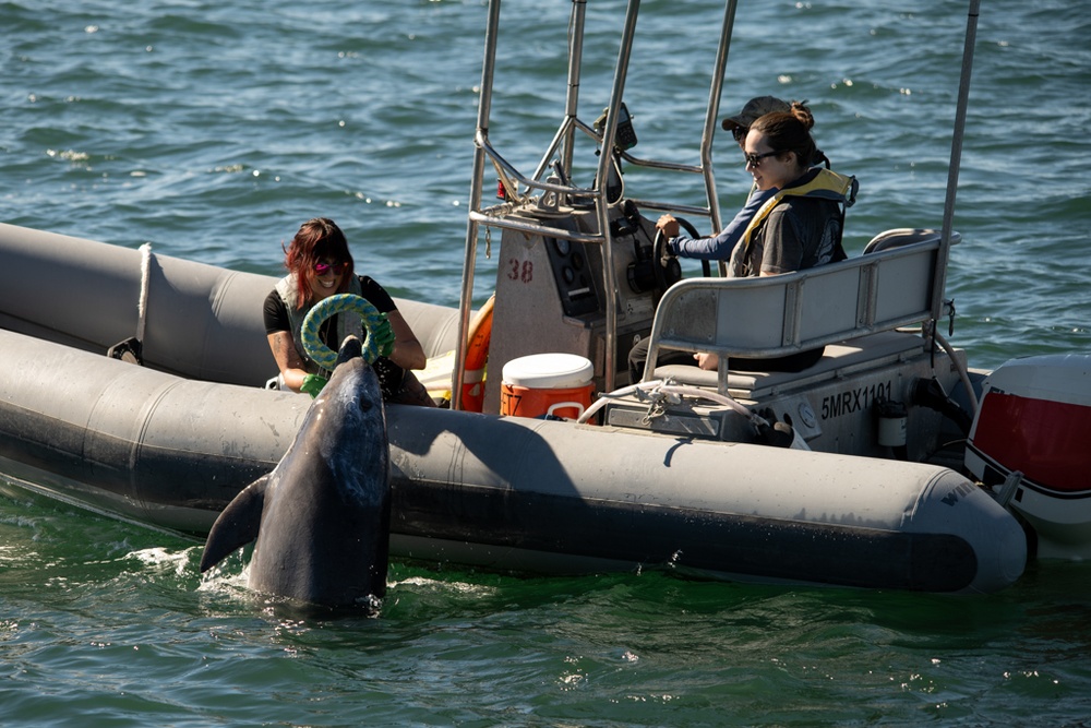 Marine Mammal Program Exhibition during Fleet Week San Diego