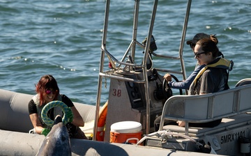 Marine Mammal Program Exhibition during Fleet Week San Diego