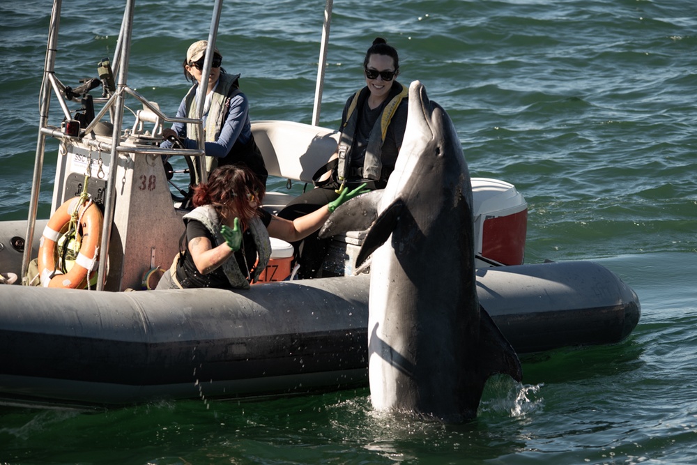 Marine Mammal Program Exhibition during Fleet Week San Diego