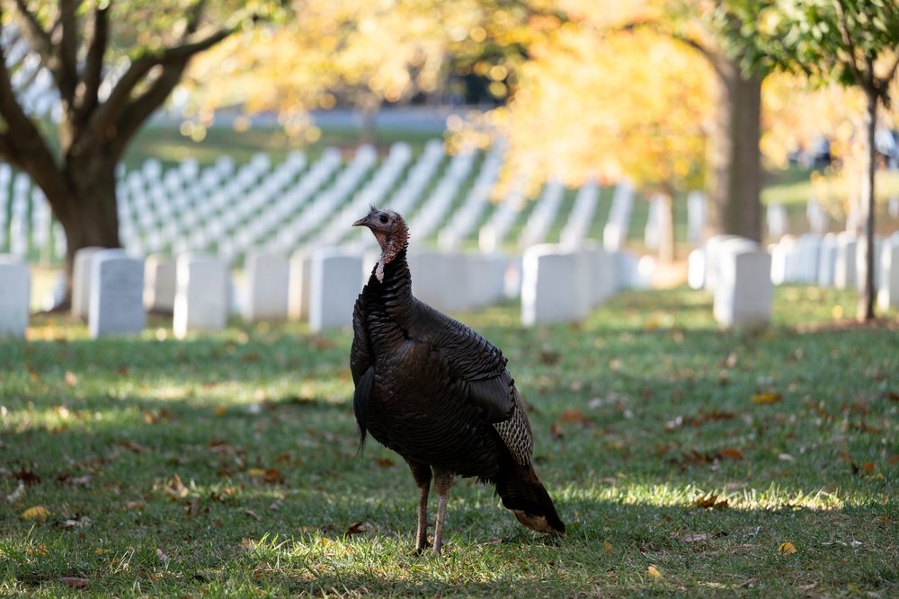 71st National Veterans Day Observance at Arlington National Cemetery