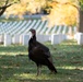 71st National Veterans Day Observance at Arlington National Cemetery